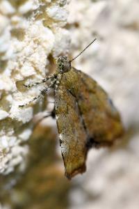 <i>Choreutis pariana</i>