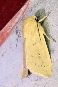 <i>Mythimna sicula</i>