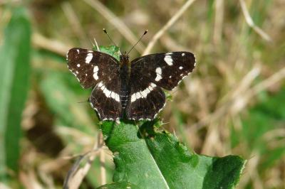 <i>Araschnia levana</i>