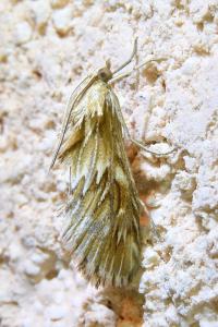 <i>Cynaeda dentalis</i>