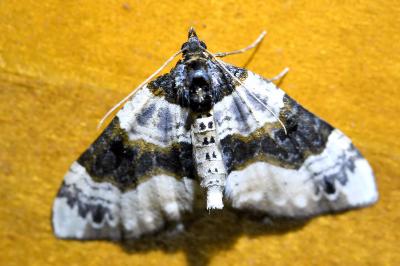 <i>Cosmorhoe ocellata</i>