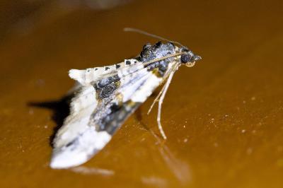 <i>Cosmorhoe ocellata</i>