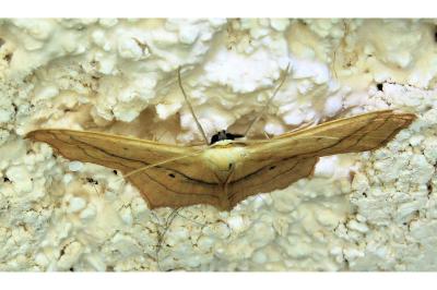 <i>Scopula imitaria</i>