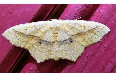 <i>Scopula imitaria</i>