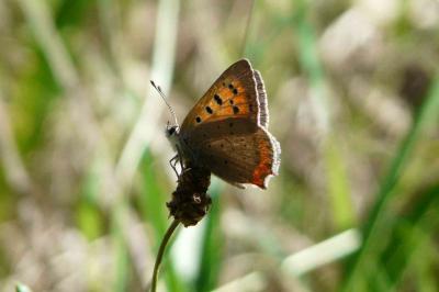 <i>Lycaena phlaeas</i>