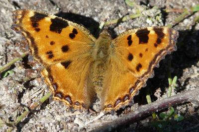 <i>Nymphalis polychloros</i>