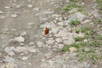 <i>Polygonia c-album</i>