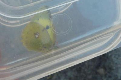 <i>Colias alfacariensis</i>