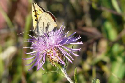 <i>Lycaena phlaeas</i>