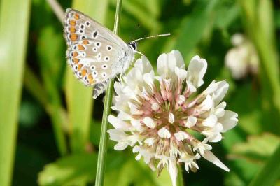<i>Aricia agestis</i>