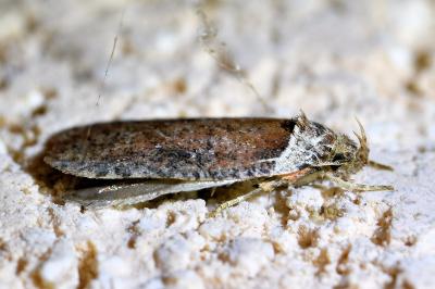 <i>Agonopterix cnicella</i>