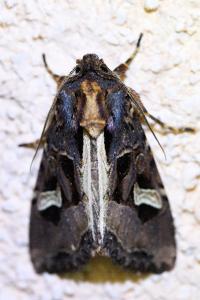 <i>Trigonophora flammea</i>