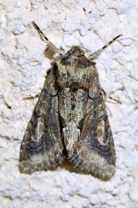 <i>Allophyes oxyacanthae</i>
