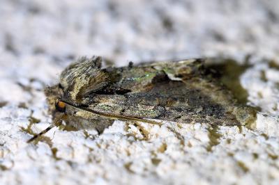 <i>Allophyes oxyacanthae</i>