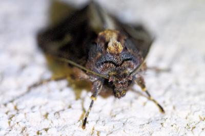 <i>Trigonophora flammea</i>