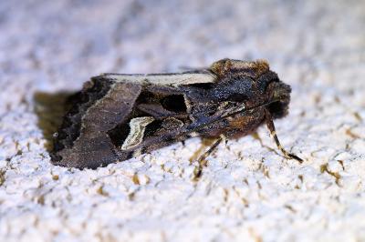 <i>Trigonophora flammea</i>