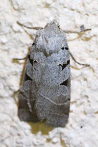 <i>Eugnorisma glareosa</i>