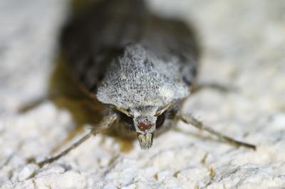 <i>Eugnorisma glareosa</i>