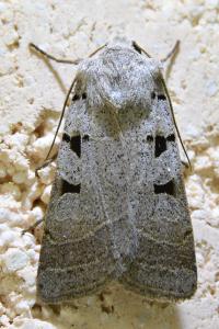 <i>Eugnorisma glareosa</i>