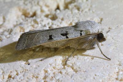 <i>Eugnorisma glareosa</i>