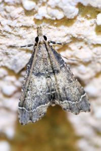 <i>Diplopseustis perieresalis</i>