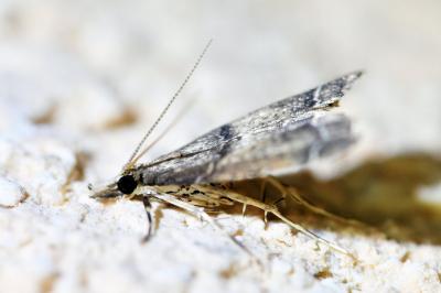 <i>Diplopseustis perieresalis</i>