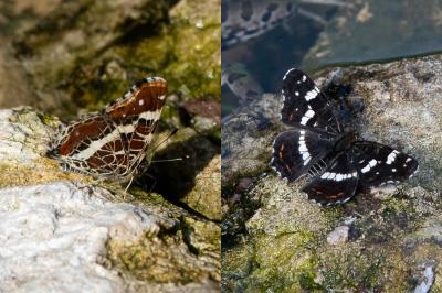 <i>Araschnia levana</i>