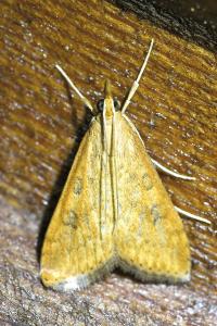 <i>Udea ferrugalis</i>