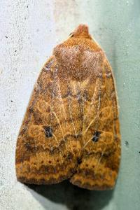 <i>Conistra vaccinii</i>