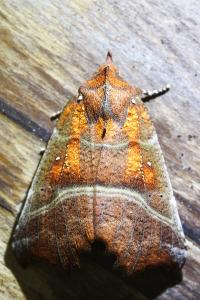 <i>Scoliopteryx libatrix</i>