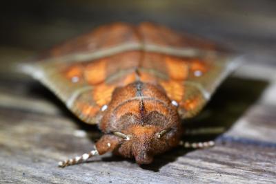 <i>Scoliopteryx libatrix</i>