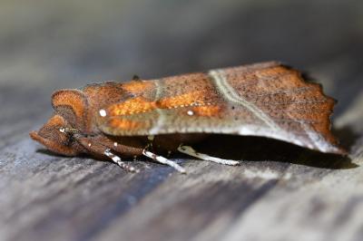 <i>Scoliopteryx libatrix</i>