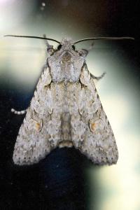<i>Lithophane ornitopus</i>