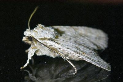 <i>Lithophane ornitopus</i>