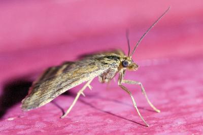 <i>Pyrausta despicata</i>