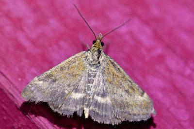 <i>Pyrausta despicata</i>
