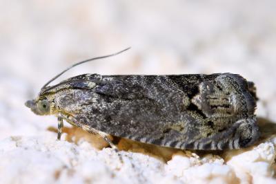 <i>Cydia splendana</i>