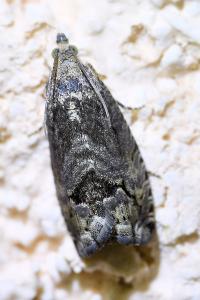 <i>Cydia splendana</i>
