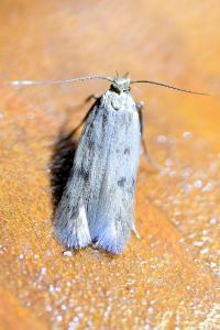 <i>Borkhausenia nefrax</i>
