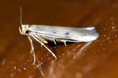 <i>Borkhausenia nefrax</i>