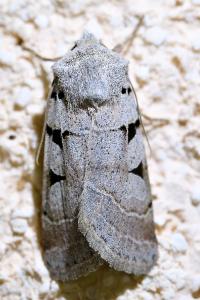 <i>Eugnorisma glareosa</i>