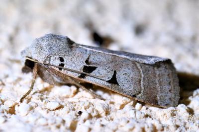 <i>Eugnorisma glareosa</i>