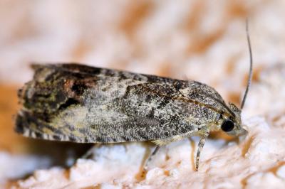 <i>Cydia splendana</i>