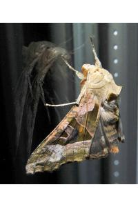 <i>Phlogophora meticulosa</i>