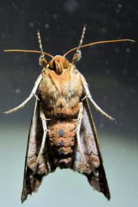 <i>Phlogophora meticulosa</i>