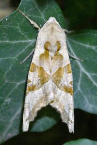 <i>Phlogophora meticulosa</i>