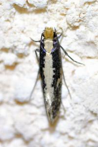 <i>Monopis crocicapitella</i>