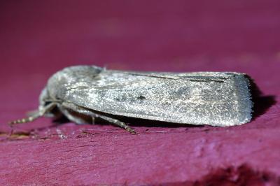 <i>Proxenus hospes</i>