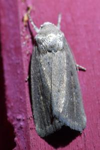 <i>Proxenus hospes</i>