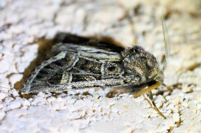 <i>Leucochlaena oditis</i>